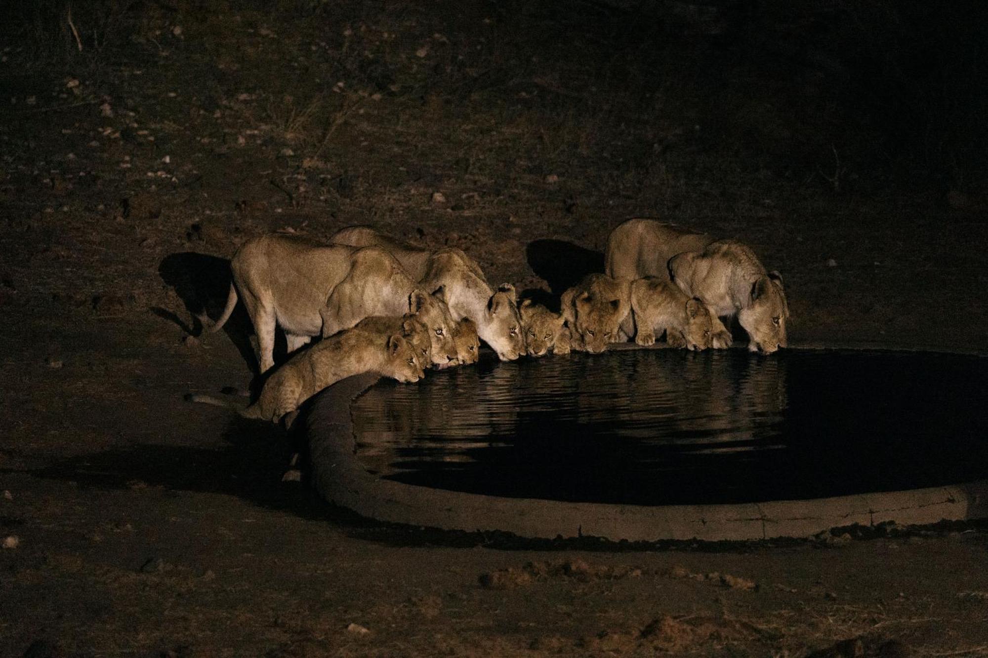 Isambane Camp Villa Khu bảo tồn Khu bảo tồn Balule Game Reserve Ngoại thất bức ảnh
