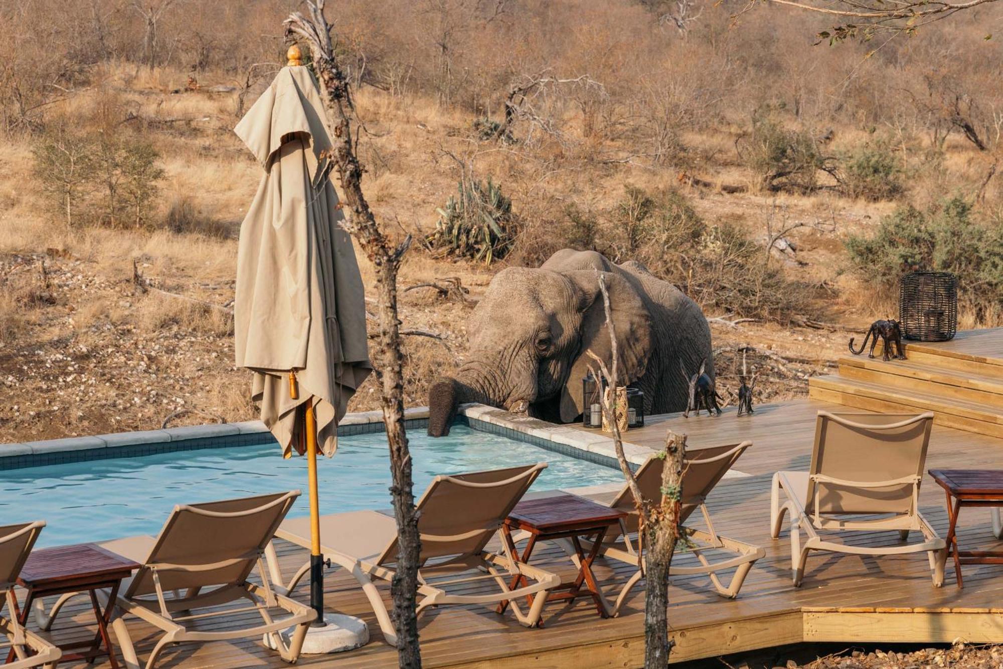Isambane Camp Villa Khu bảo tồn Khu bảo tồn Balule Game Reserve Ngoại thất bức ảnh